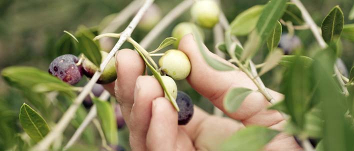 achat huile olive bio